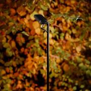 Luceplan LED-vejlampe Flia, 2 lyskilder, sort, plast