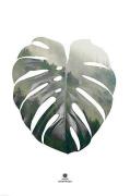 Plakat Monstera leaf