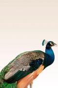 Malerifabrikken - Plakat Peacock On Beige - Flerfarvet - Posters - - H...