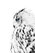 Malerifabrikken - Poster White owl - Hvid - Posters - - Homeroom