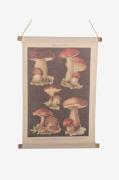 NORDFORM - Vægophæng Svamp - Natur - Posters & billeder - - Homeroom
